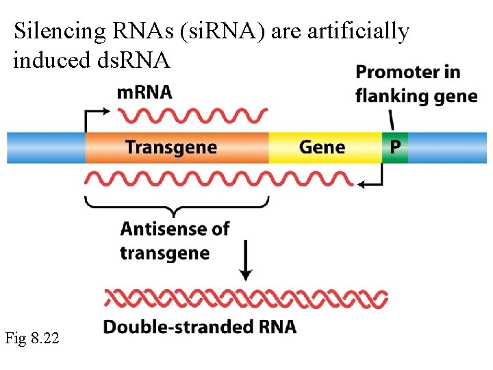 Silencing RNAs (si. RNA) are artificially induced ds. RNA Fig 8. 22 