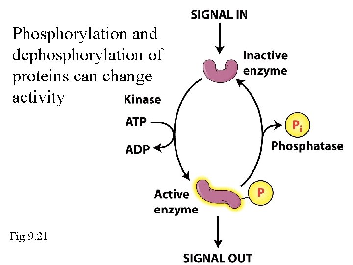 Phosphorylation and dephosphorylation of proteins can change activity Fig 9. 21 