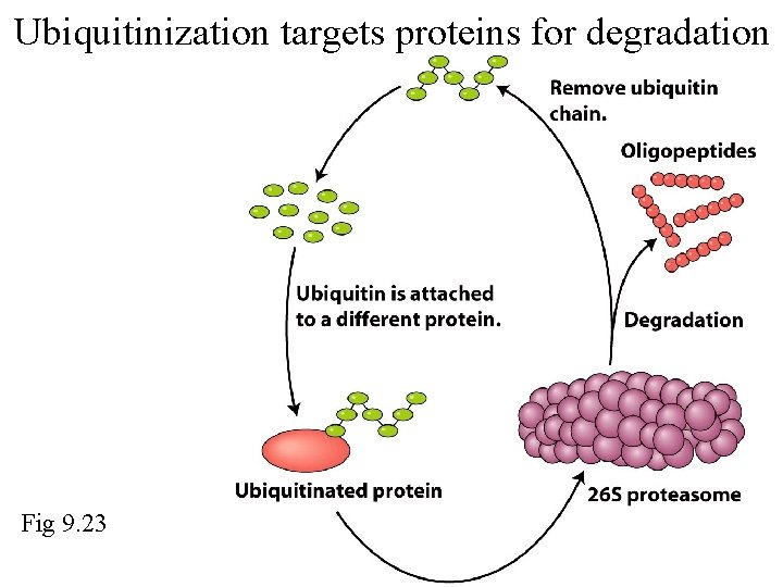 Ubiquitinization targets proteins for degradation Fig 9. 23 