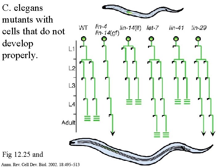 C. elegans mutants with cells that do not develop properly. Fig 12. 25 and