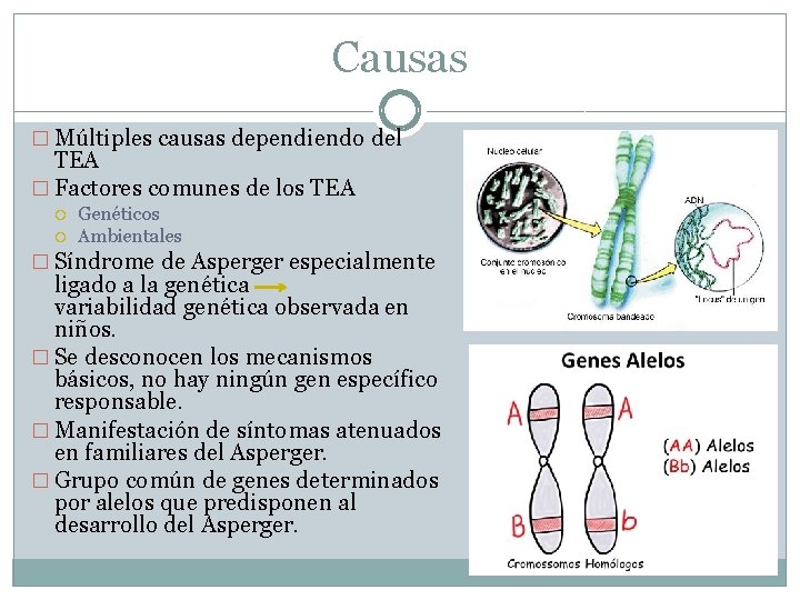 Causas � Múltiples causas dependiendo del TEA � Factores comunes de los TEA Genéticos