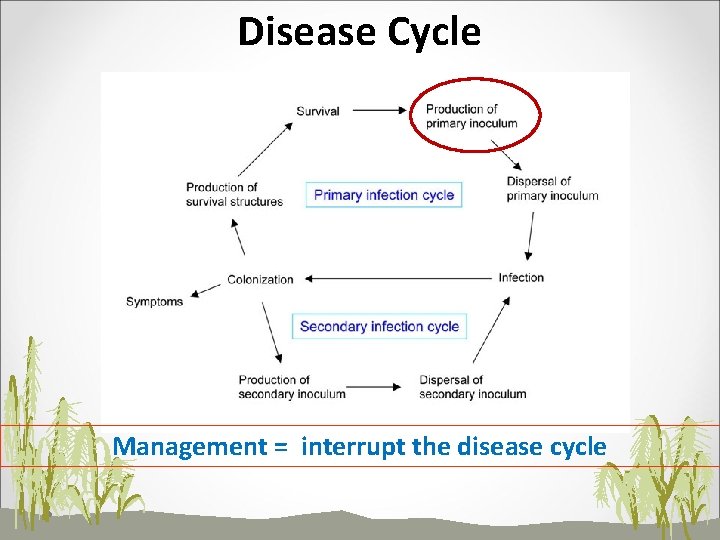 Disease Cycle Management = interrupt the disease cycle 