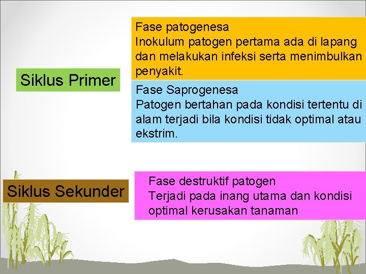 Siklus Primer Siklus Sekunder Fase patogenesa Inokulum patogen pertama ada di lapang dan melakukan