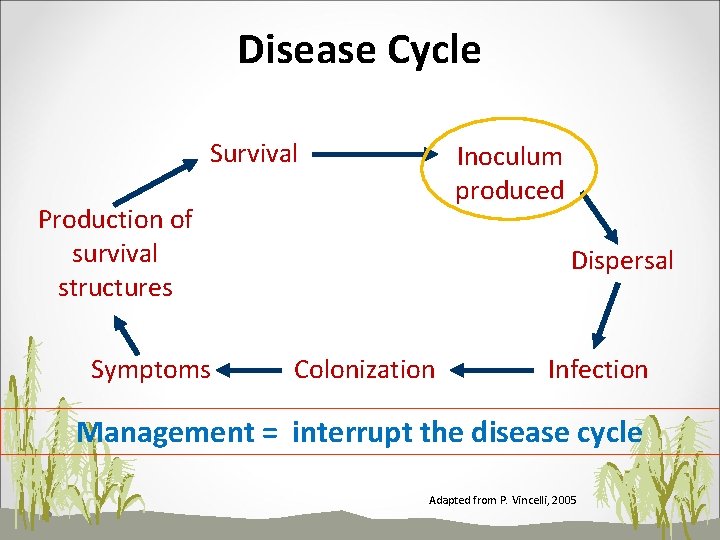 Disease Cycle Survival Inoculum produced Production of survival structures Symptoms Dispersal Colonization Infection Management