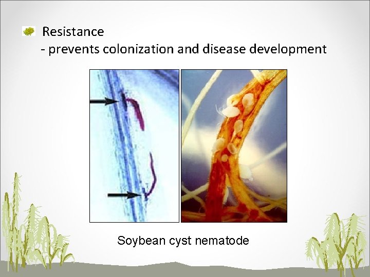 Resistance - prevents colonization and disease development Soybean cyst nematode 