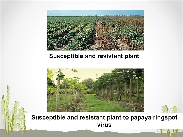 Susceptible and resistant plant to papaya ringspot virus 