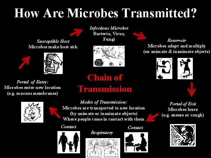 How Are Microbes Transmitted? Susceptible Host Microbes make host sick Infectious Microbes Bacteria, Virus,