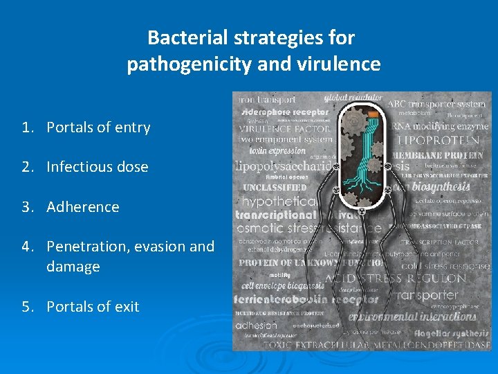 Bacterial strategies for pathogenicity and virulence 1. Portals of entry 2. Infectious dose 3.