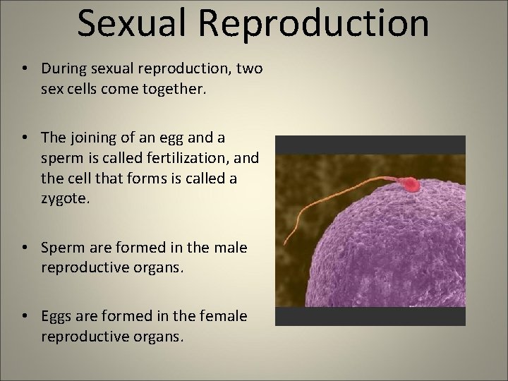 Sexual Reproduction • During sexual reproduction, two sex cells come together. • The joining