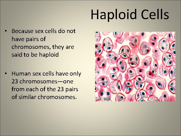 Haploid Cells • Because sex cells do not have pairs of chromosomes, they are