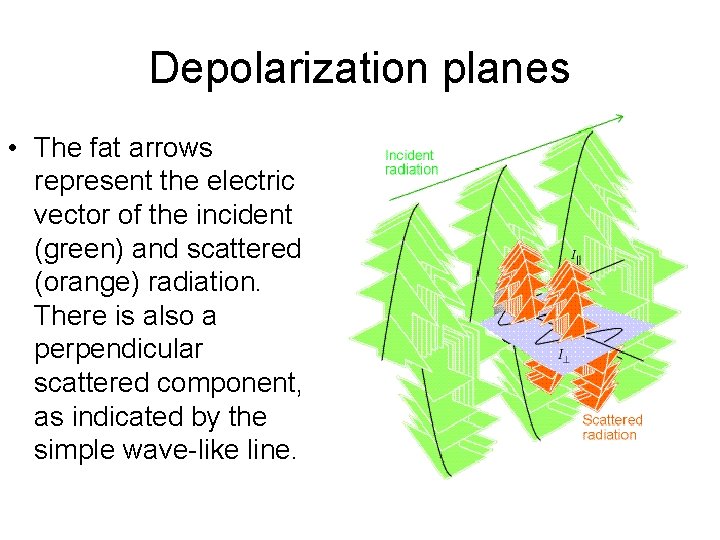 Depolarization planes • The fat arrows represent the electric vector of the incident (green)