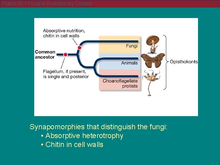 Figure 30. 1 Fungi in Evolutionary Context Synapomorphies that distinguish the fungi: • Absorptive