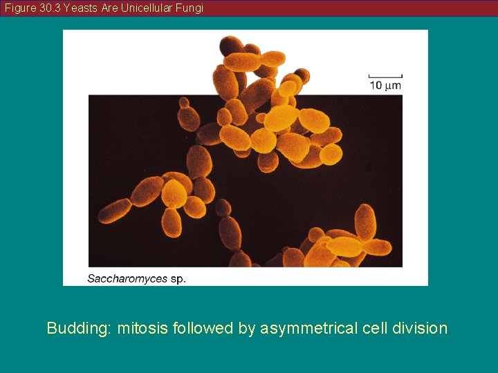 Figure 30. 3 Yeasts Are Unicellular Fungi Budding: mitosis followed by asymmetrical cell division.