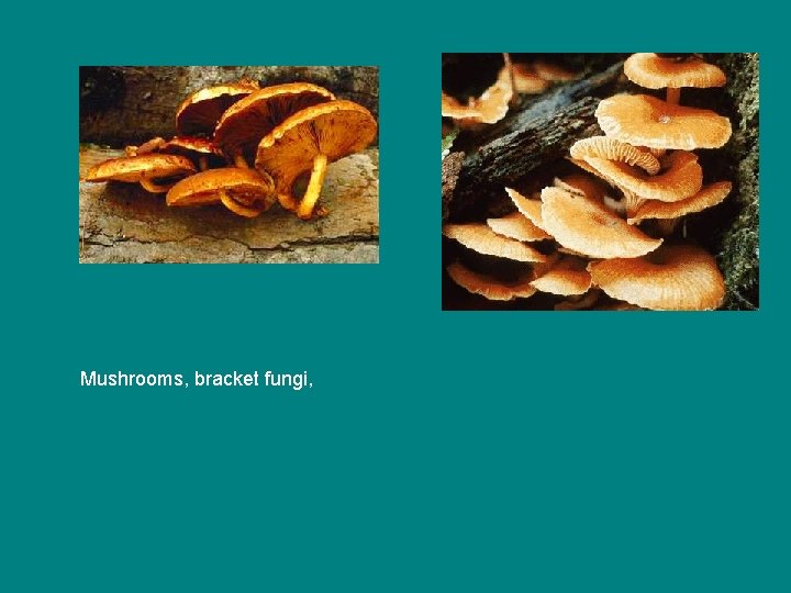 Mushrooms, bracket fungi, 