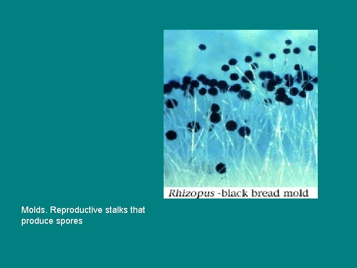 Molds. Reproductive stalks that produce spores 