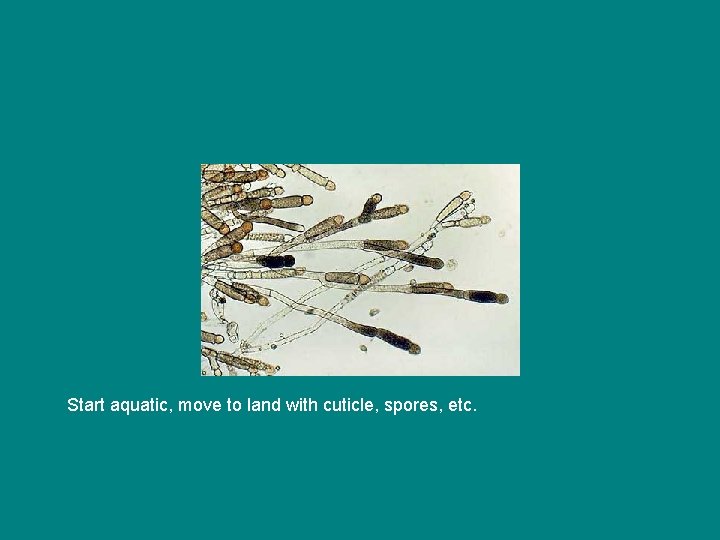 Start aquatic, move to land with cuticle, spores, etc. 