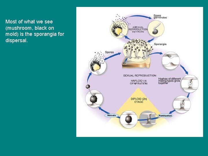 Most of what we see (mushroom, black on mold) is the sporangia for dispersal.