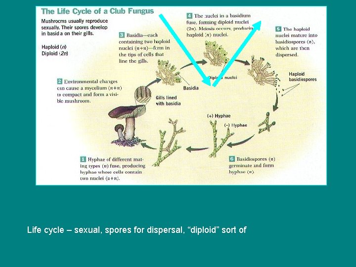 Life cycle – sexual, spores for dispersal, “diploid” sort of 