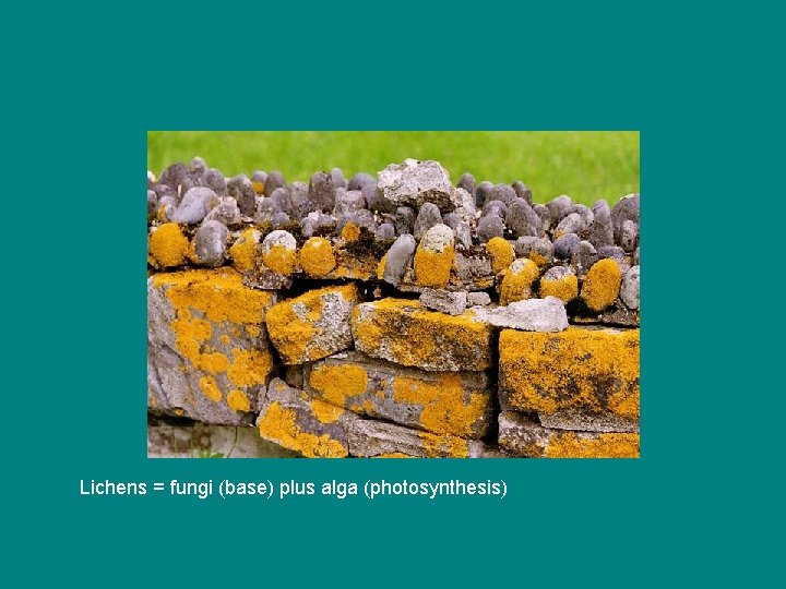 Lichens = fungi (base) plus alga (photosynthesis) 