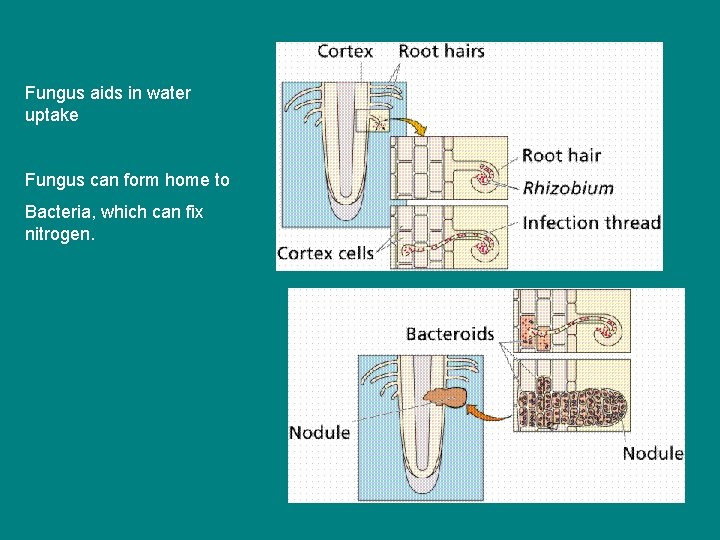 Fungus aids in water uptake Fungus can form home to Bacteria, which can fix