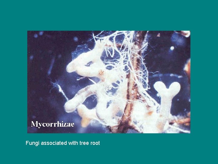 Fungi associated with tree root 