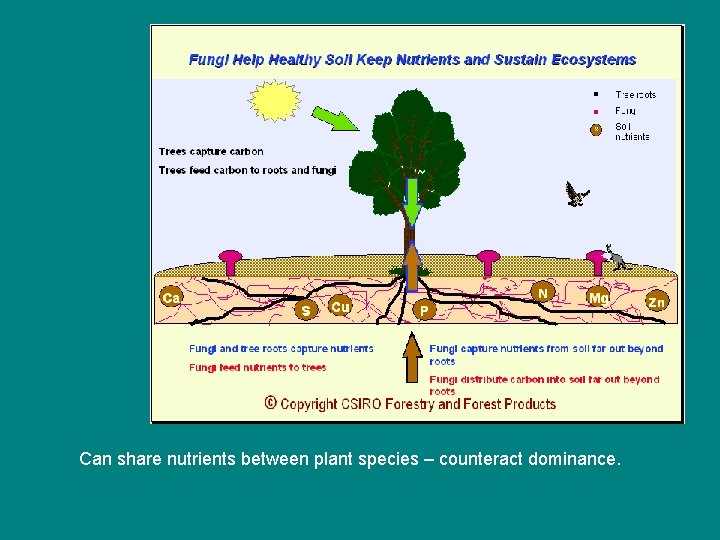 Can share nutrients between plant species – counteract dominance. 