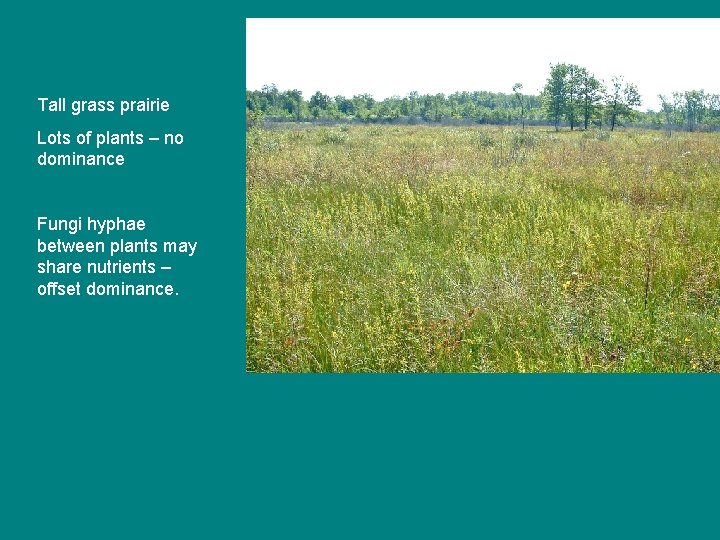 Tall grass prairie Lots of plants – no dominance Fungi hyphae between plants may