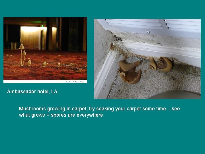 Ambassador hotel, LA Mushrooms growing in carpet; try soaking your carpet some time –