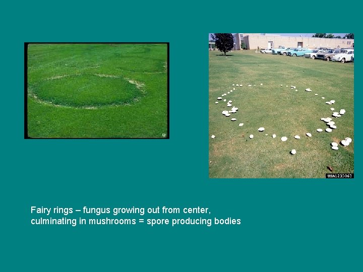 Fairy rings – fungus growing out from center, culminating in mushrooms = spore producing