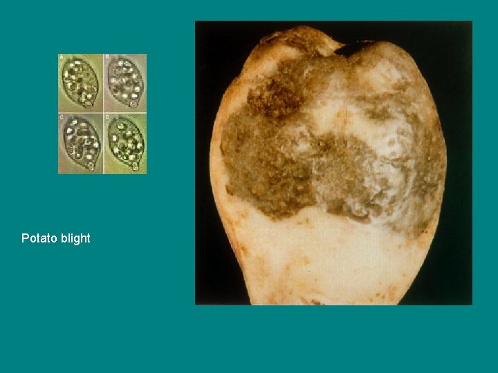 Potato blight 