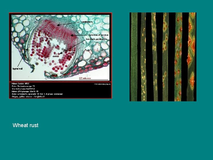 Wheat rust 