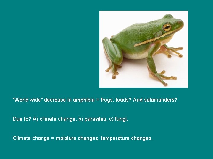 “World wide” decrease in amphibia = frogs, toads? And salamanders? Due to? A) climate