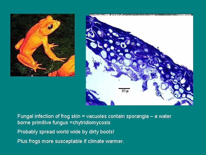 Fungal infection of frog skin = vacuoles contain sporangia – a water borne primitive