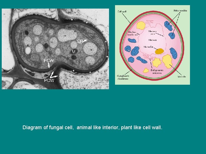 Diagram of fungal cell, animal like interior, plant like cell wall. 
