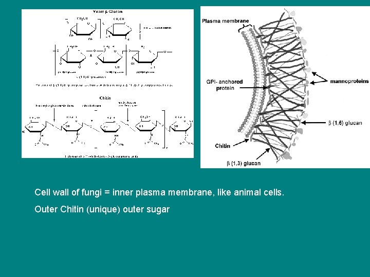 Cell wall of fungi = inner plasma membrane, like animal cells. Outer Chitin (unique)