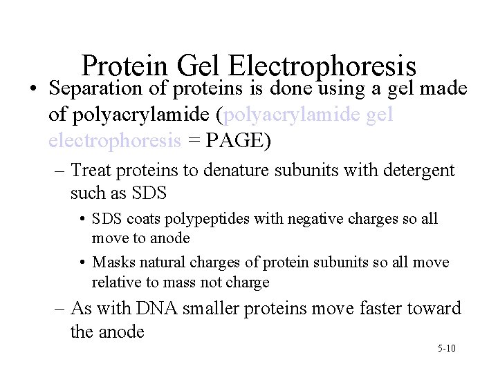 Protein Gel Electrophoresis • Separation of proteins is done using a gel made of Protein Gel Electrophoresis • Separation of proteins is done using a gel made of
