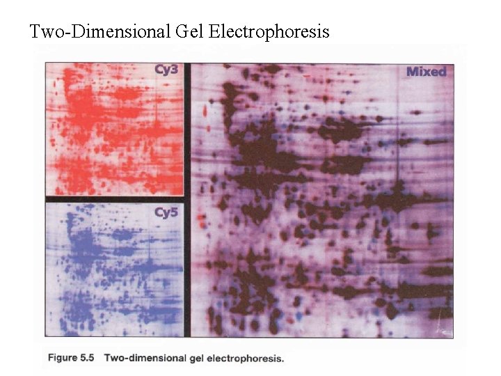 Two-Dimensional Gel Electrophoresis Two-Dimensional Gel Electrophoresis