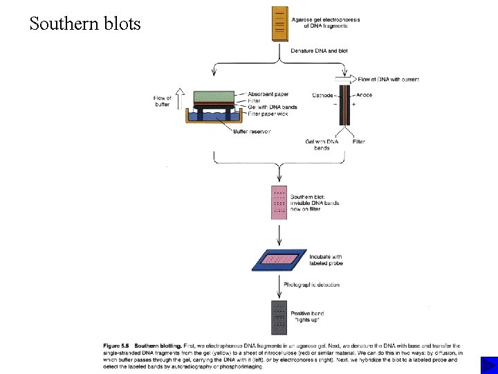 Southern blots Southern blots
