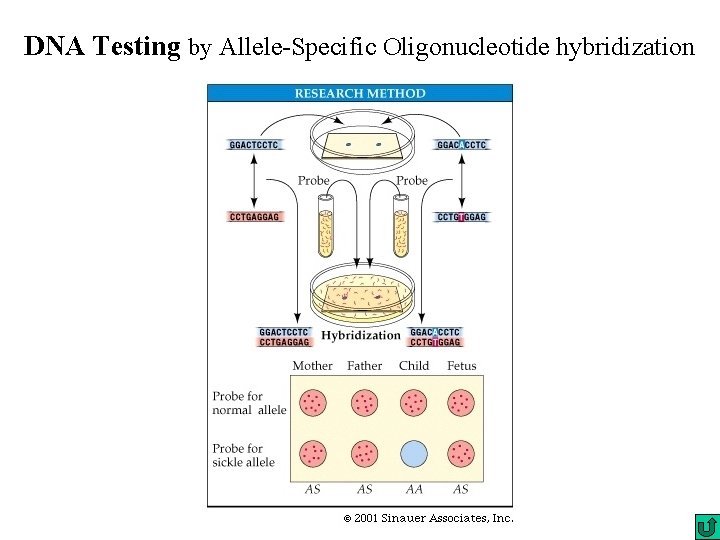 DNA Testing by Allele-Specific Oligonucleotide hybridization DNA Testing by Allele-Specific Oligonucleotide hybridization