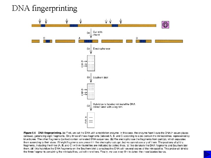 DNA fingerprinting DNA fingerprinting