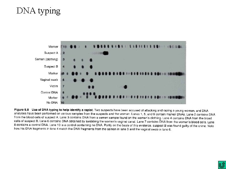 DNA typing DNA typing