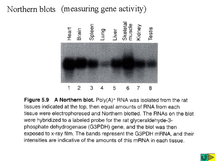 Northern blots (measuring gene activity) Northern blots (measuring gene activity)