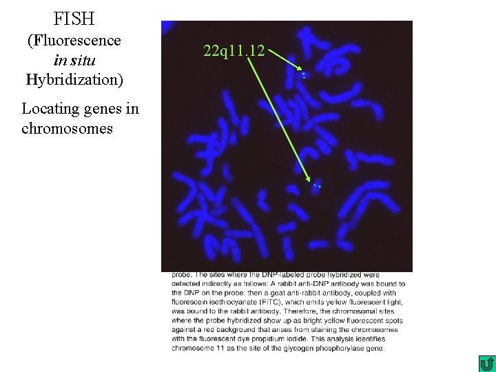 FISH (Fluorescence in situ Hybridization) Locating genes in chromosomes 22 q 11. 12 FISH (Fluorescence in situ Hybridization) Locating genes in chromosomes 22 q 11. 12