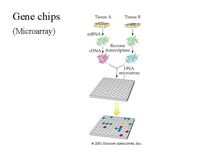 Gene chips (Microarray) Gene chips (Microarray)