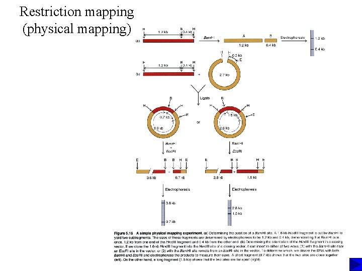 Restriction mapping (physical mapping) 