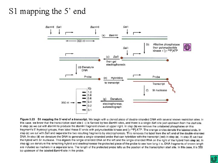 S 1 mapping the 5’ end 