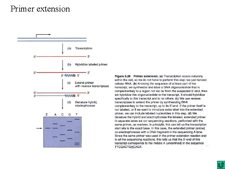 Primer extension 