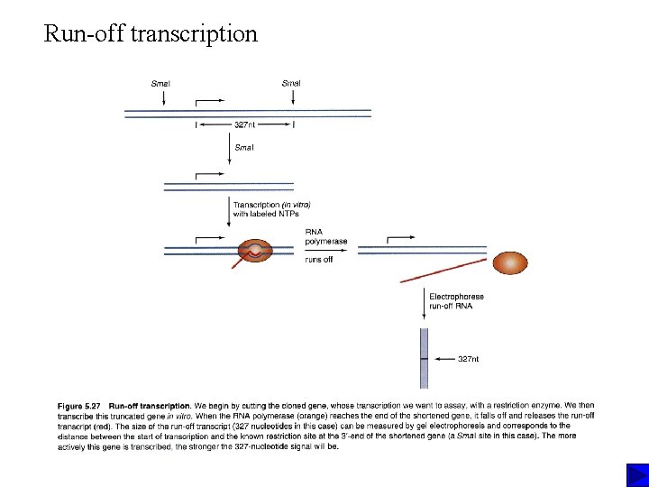 Run-off transcription Run-off transcription
