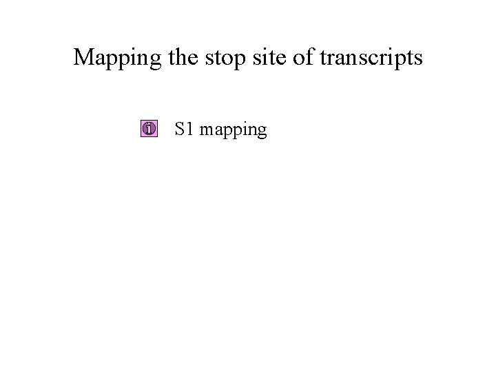 Mapping the stop site of transcripts S 1 mapping Mapping the stop site of transcripts S 1 mapping