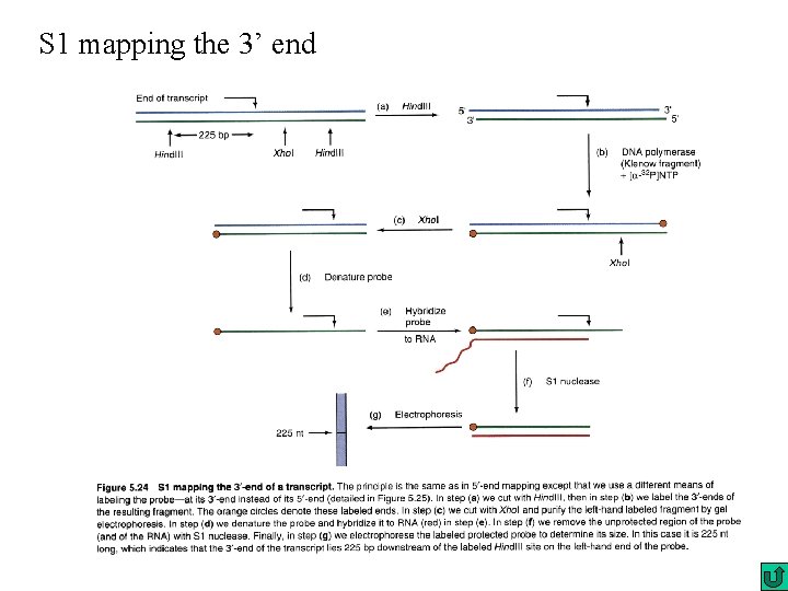 S 1 mapping the 3’ end 